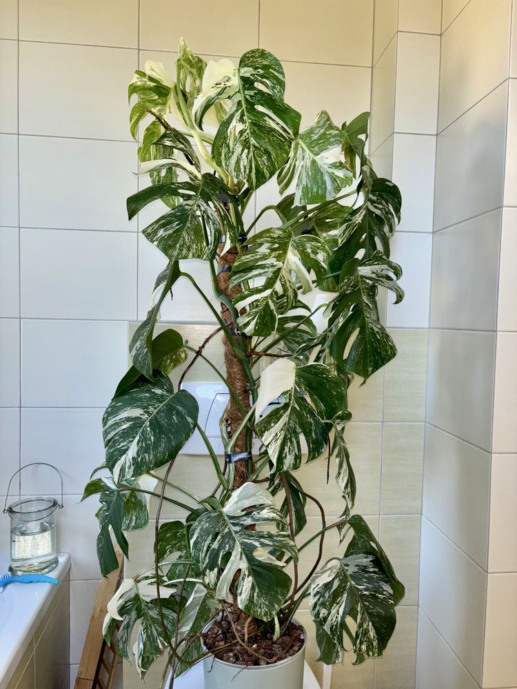 ucięte szczyty monstera variegata