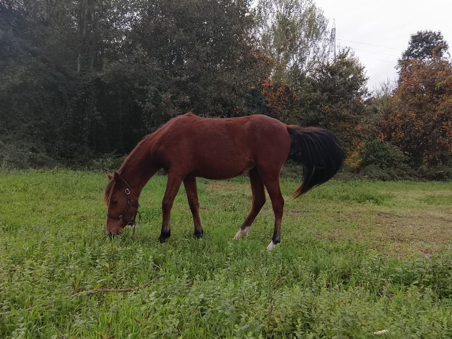 Poldra cruzada inglês lusitano