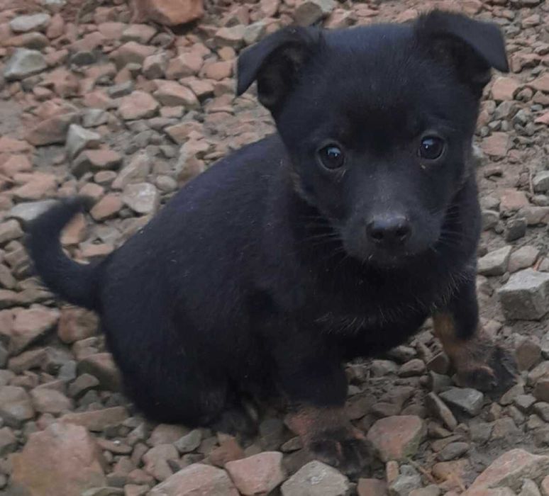 Słodkie pieski do oddania