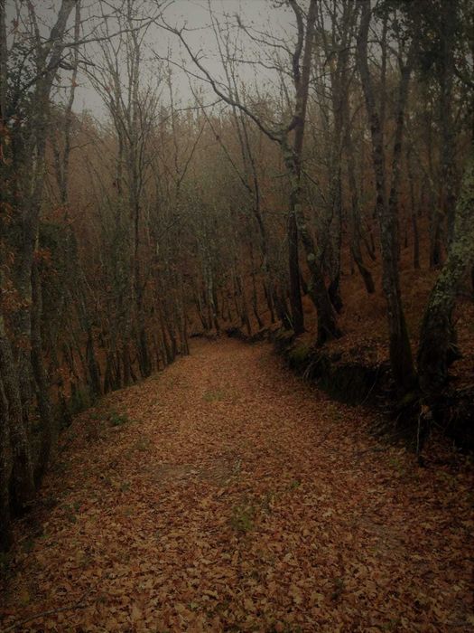 Terreno à venda, Santa Comba Dão, Ecopista do Dão 1