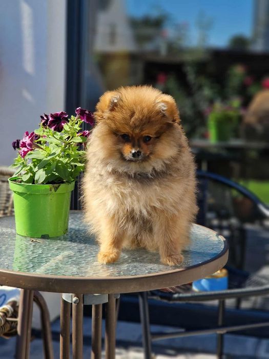 Szpic miniaturowy (Pomeranian)