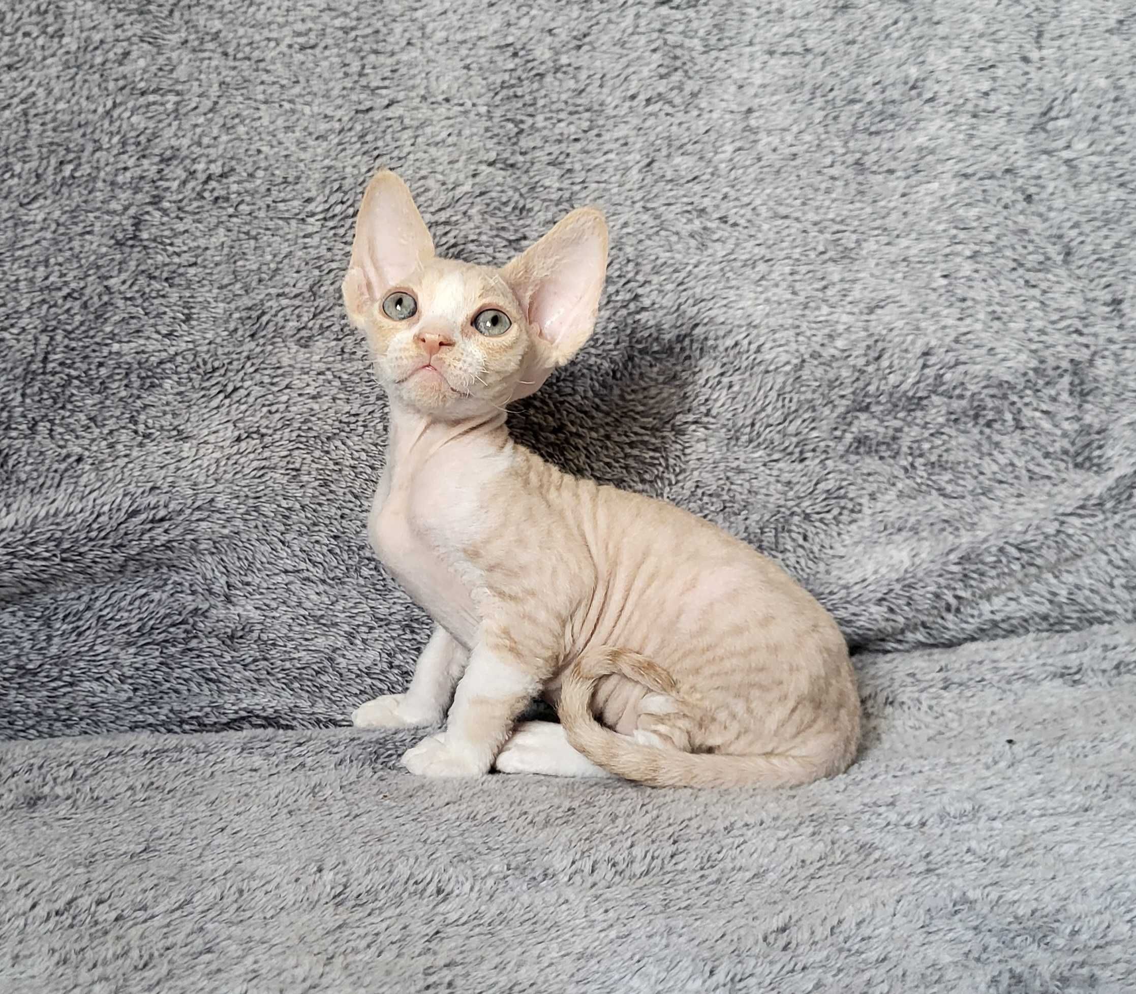 Chłopiec Devon Rex z rodowodem FPL