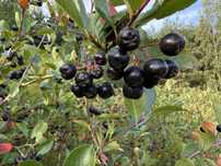 Aronia ekologiczna z Roztocza.