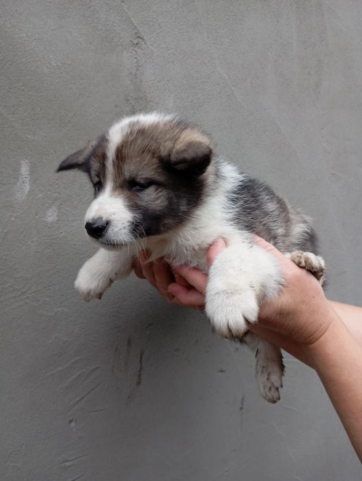 Цуценята 3500 лайка