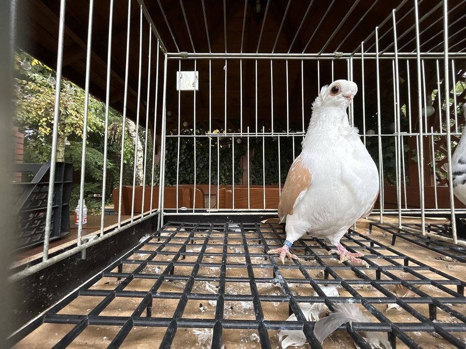 Gołębie ozdobne. Mewka polska samczyk 2024r.