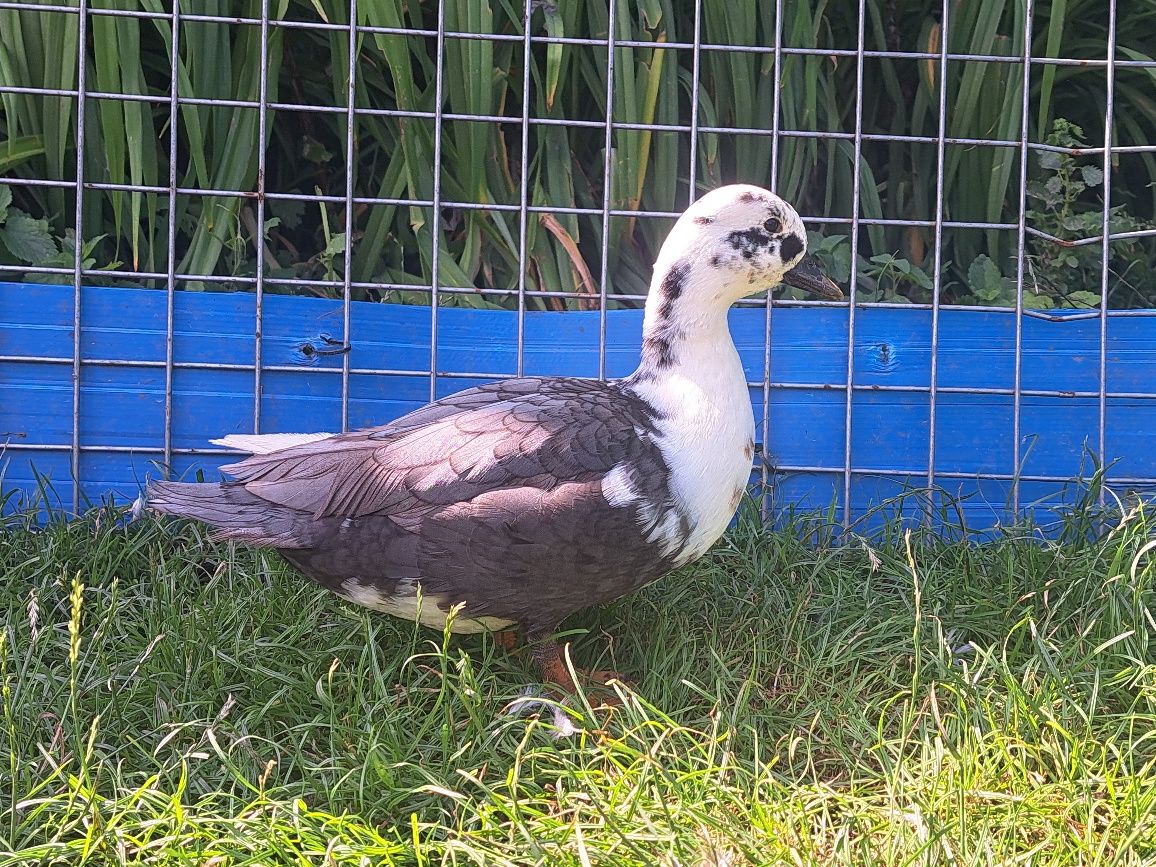 Call duck biegusy liliputki