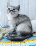 Кошенята.  Дівчинка  екзотка