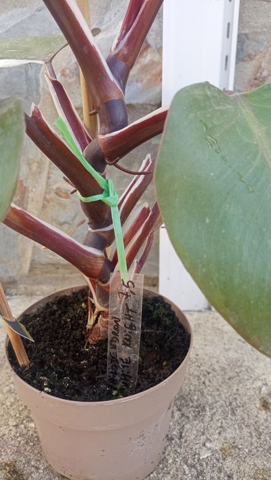 Philodendro White Knight