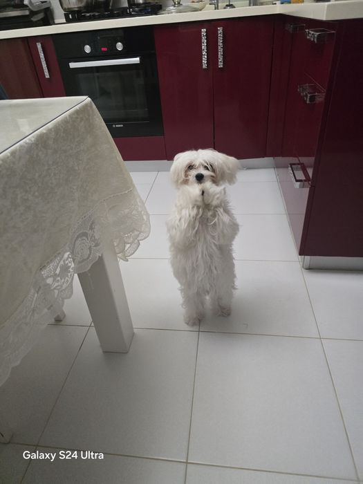 Продам цуценя мальтійська болонка