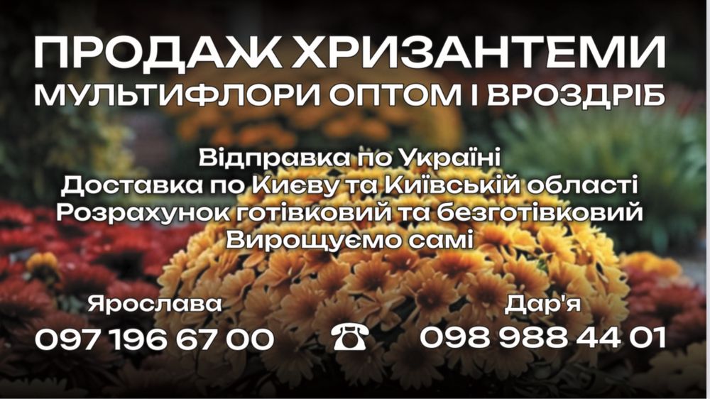 Мультифлора хризантема оптом/вроздріб доставка
