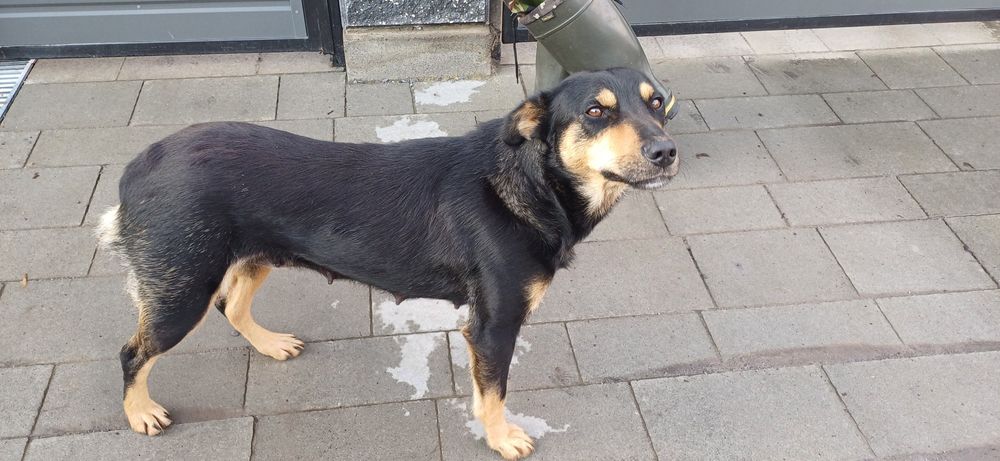 Подарую молоду собаку