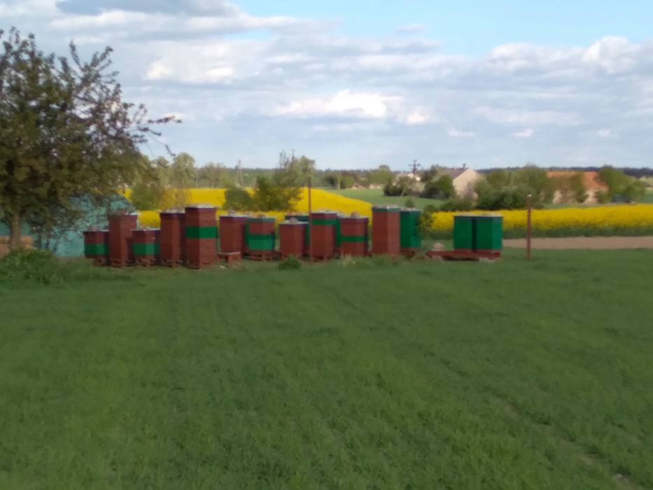 Przezimowane rodziny pszczele