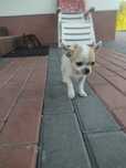 Chihuahua malutka suczka