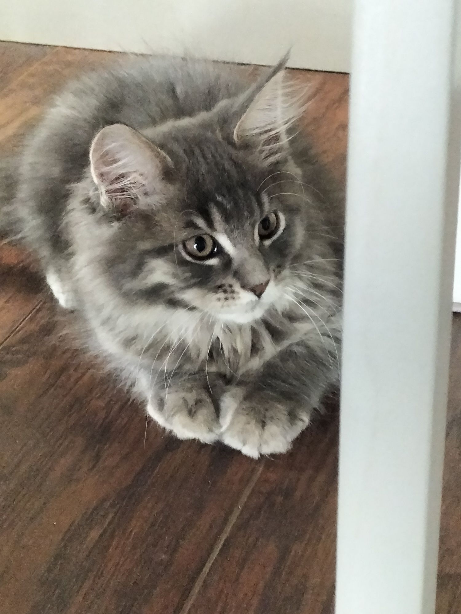 Kocurek niebieskiMaine Coon FPL