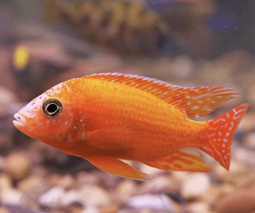 Pyszczak Auloconara fire fish 8-12 cm dorosłe wybarwione