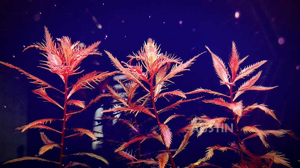 Rotala ramisor Florida / Rotala Sunset duńskie odmiany.
