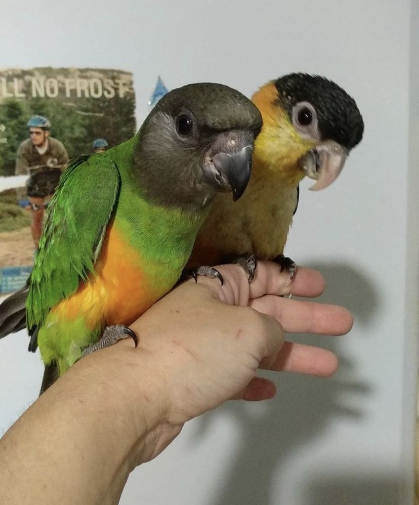 Сенегальские попугаи выкормвши сенегал