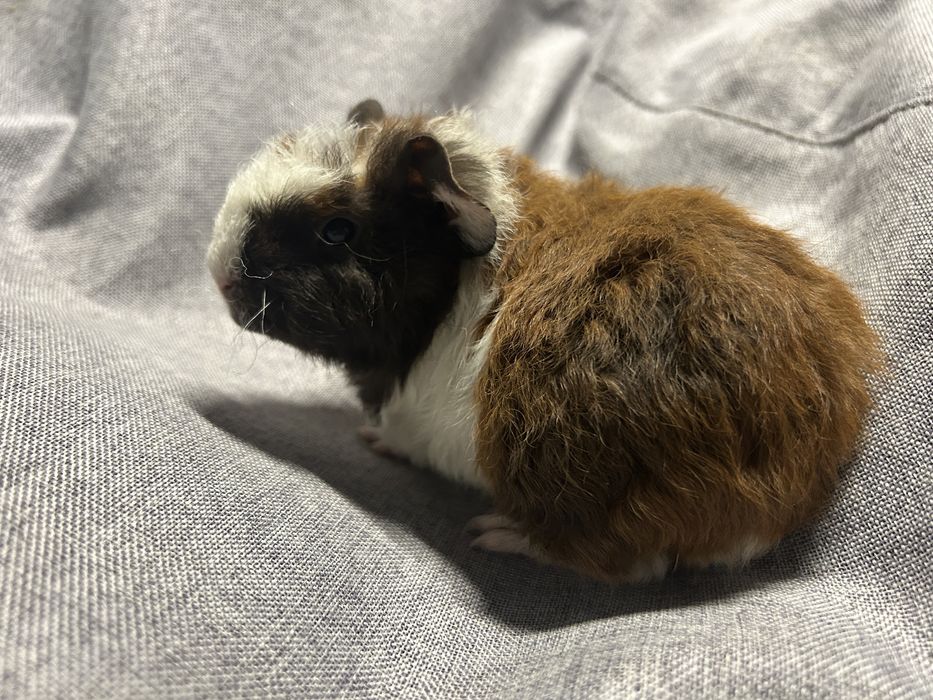 Sprzedam. Świnka morska. Samiec