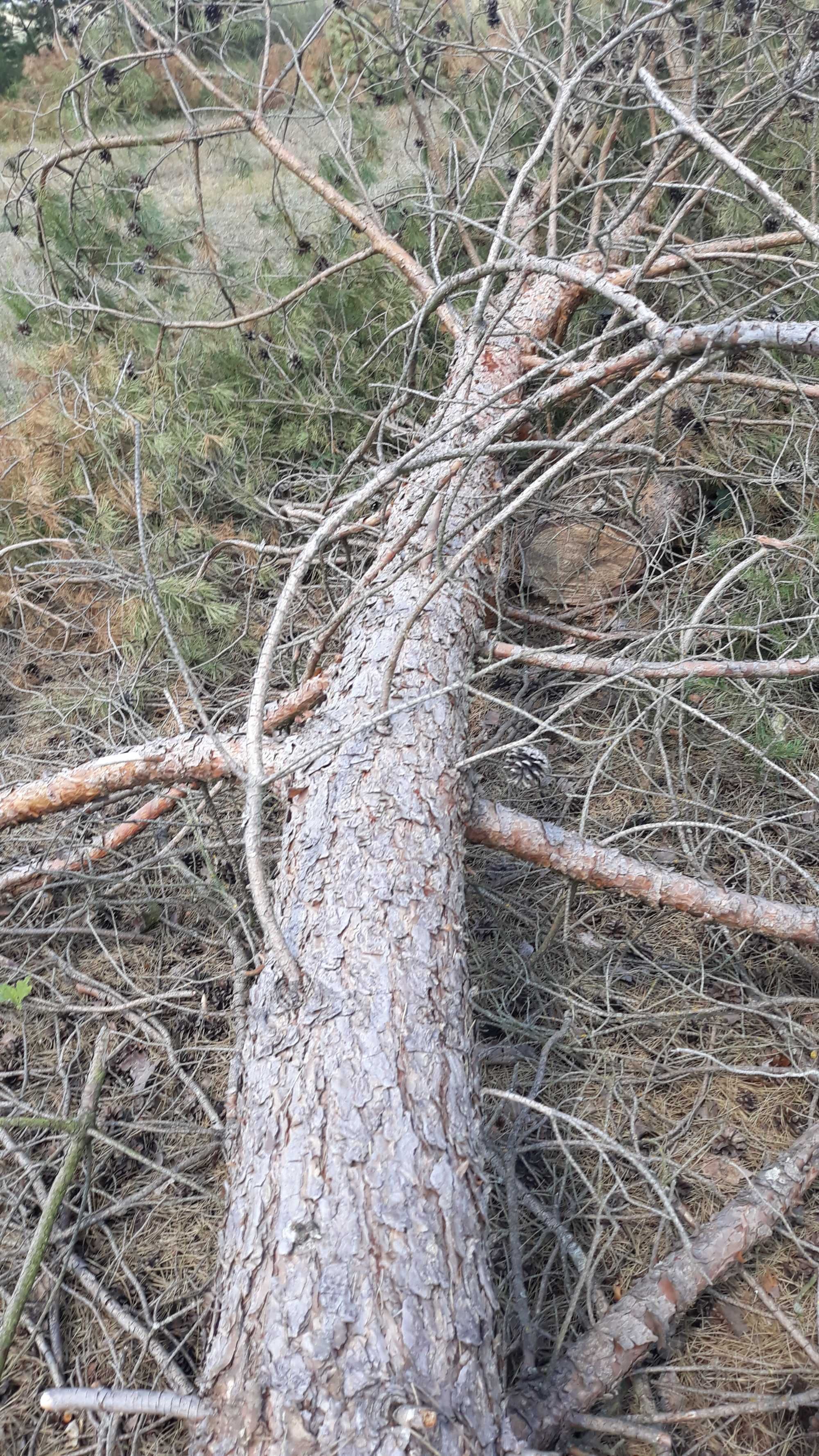 Sprzedam drzewo na opał suche w miejscowości  Mdzewo