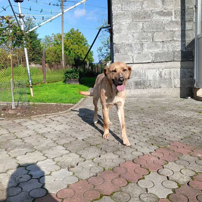 Дівчинка шукає дім.