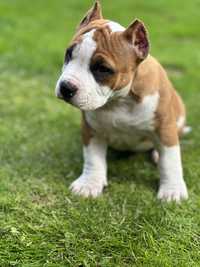 American Bully pocket