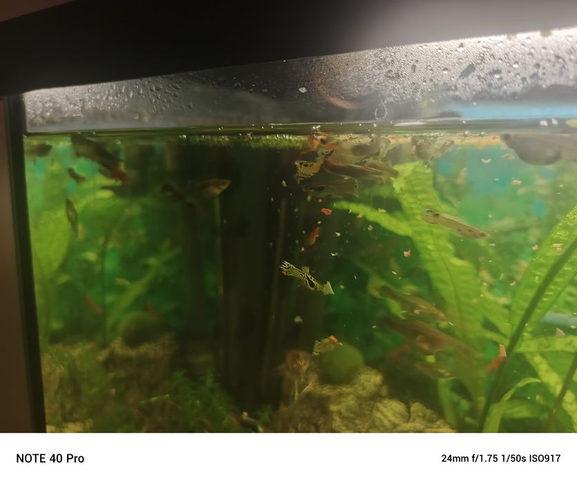 Gupik Gupiki Endlera mix