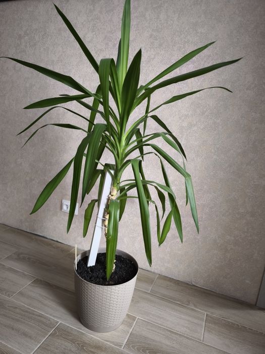 Пальма юкка вазон в горшку