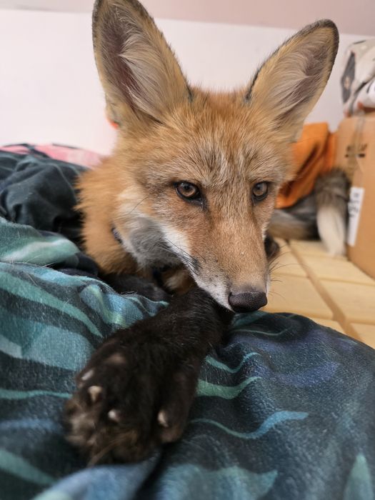 Samiec Lisa szuka domu