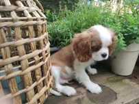 Cavalier King Charles Spaniel