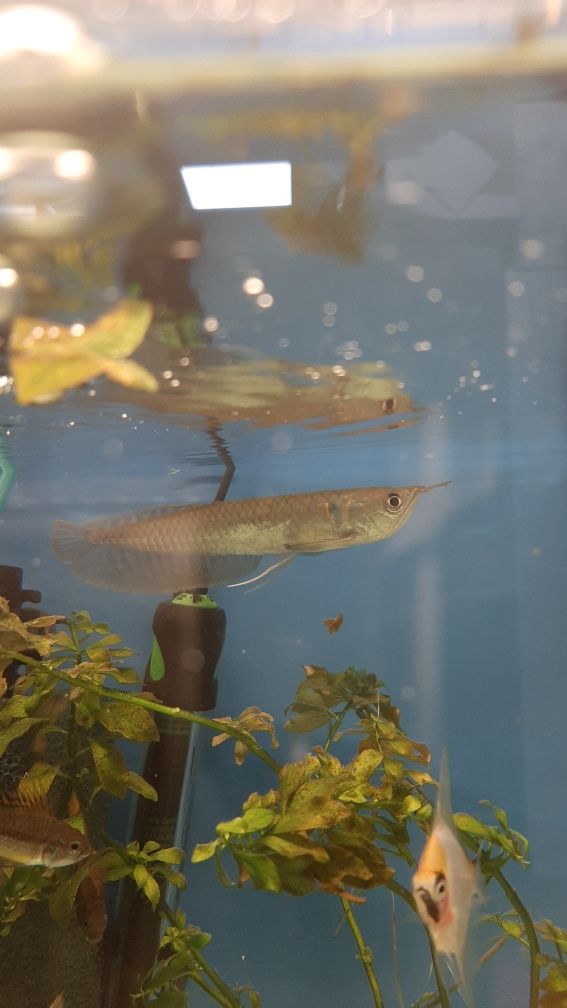 Arowana w PAWIK.PL sklep zoologiczny