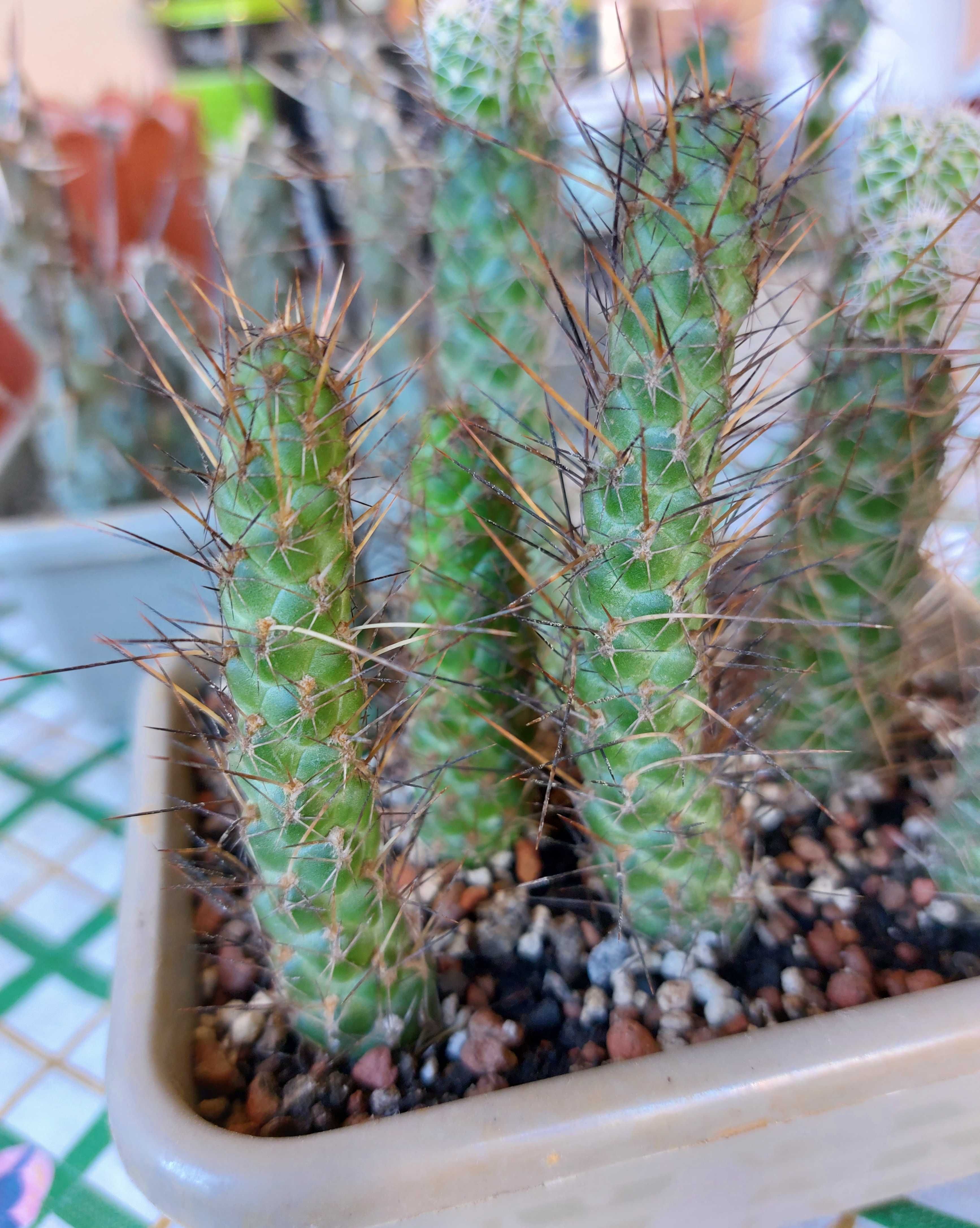 Тефрокактуси Tephrocactus