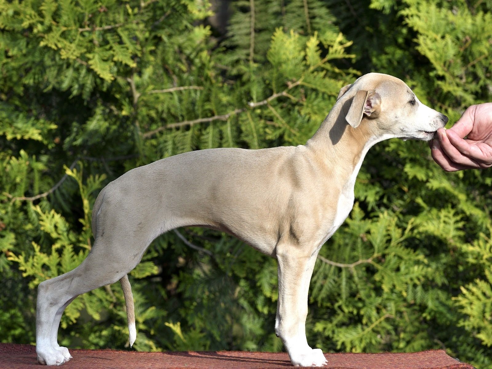 Chart angielski Whippet suczka