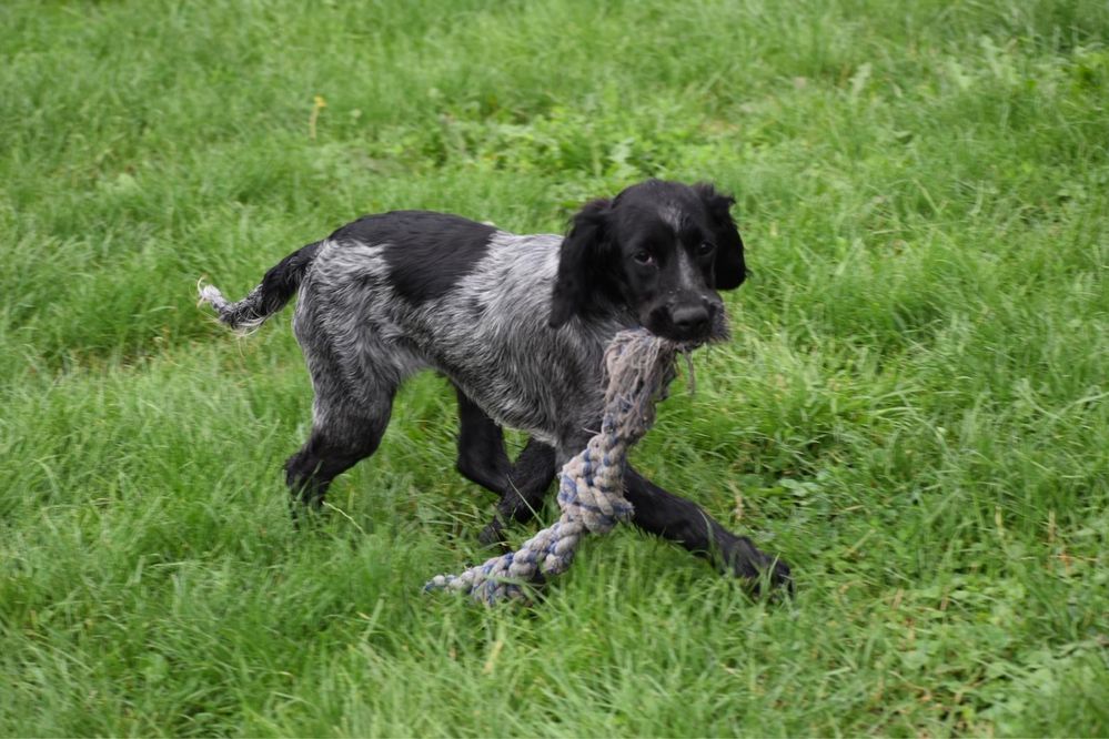 Niebieski spaniel pikardyjski FCl (wyżeł,płochacz)