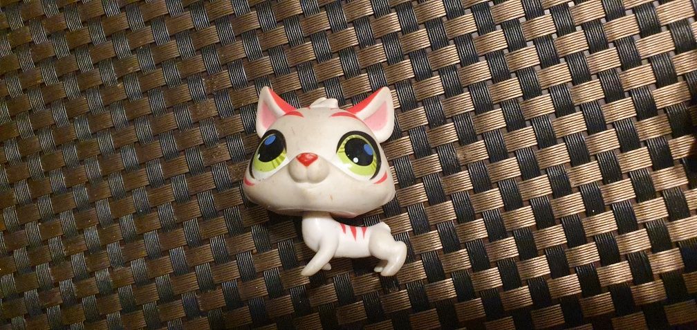 Littlest pet shop kotek