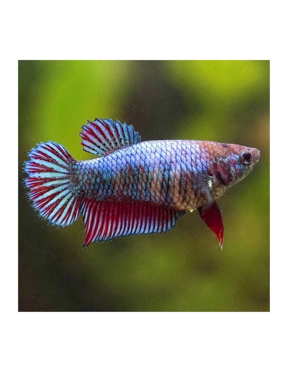 Bettas Fêmeas Sortidas