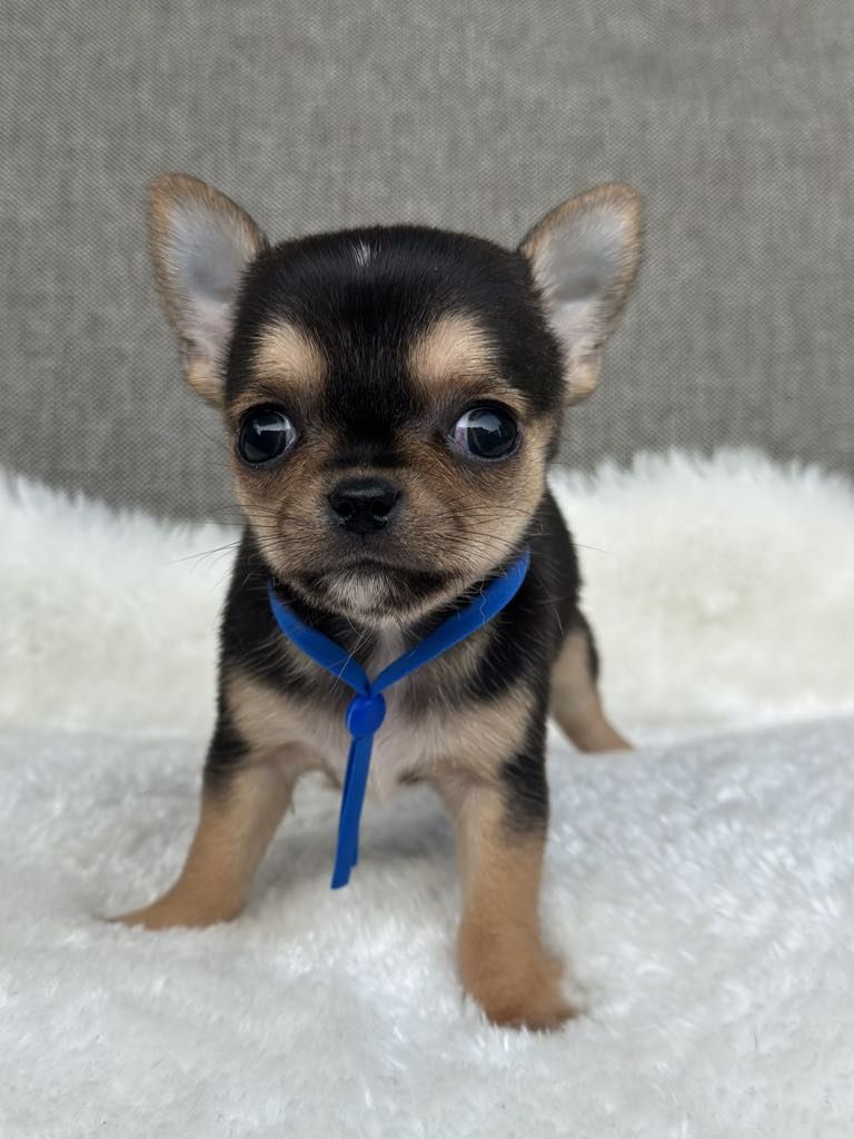Cudowny chlopiec Chihuahua