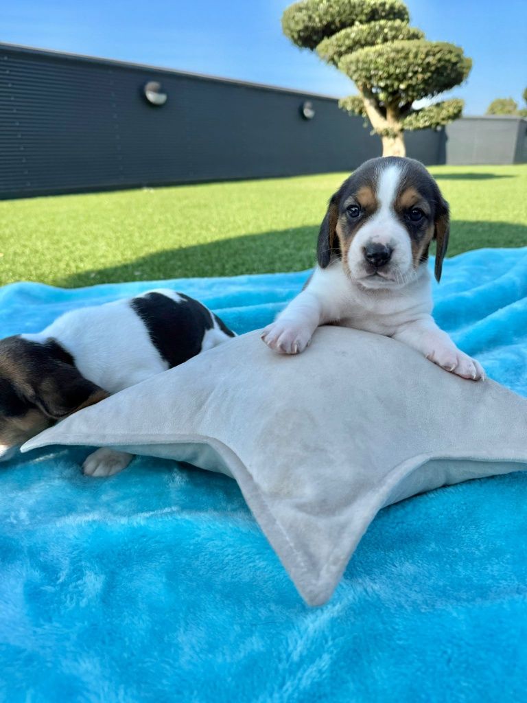 Beagle  menina  linda