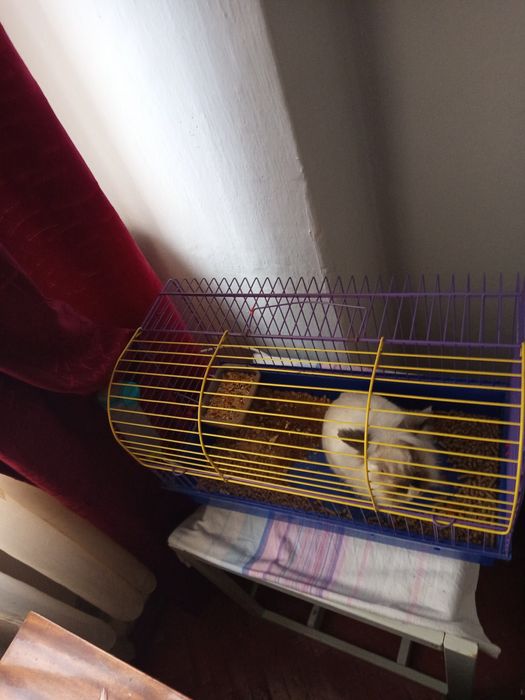 Кролик декоративний