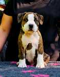 Amercian StaffordShire Terrier.Amstaff