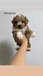 Maltipoo vip f1 mini