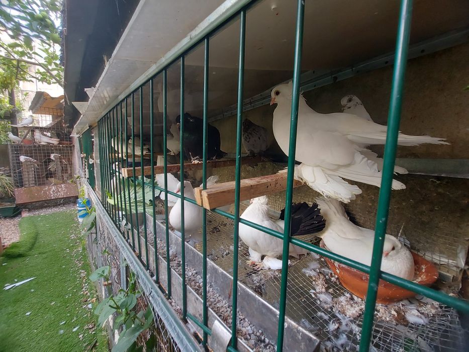 Vendo várias raças de pombos