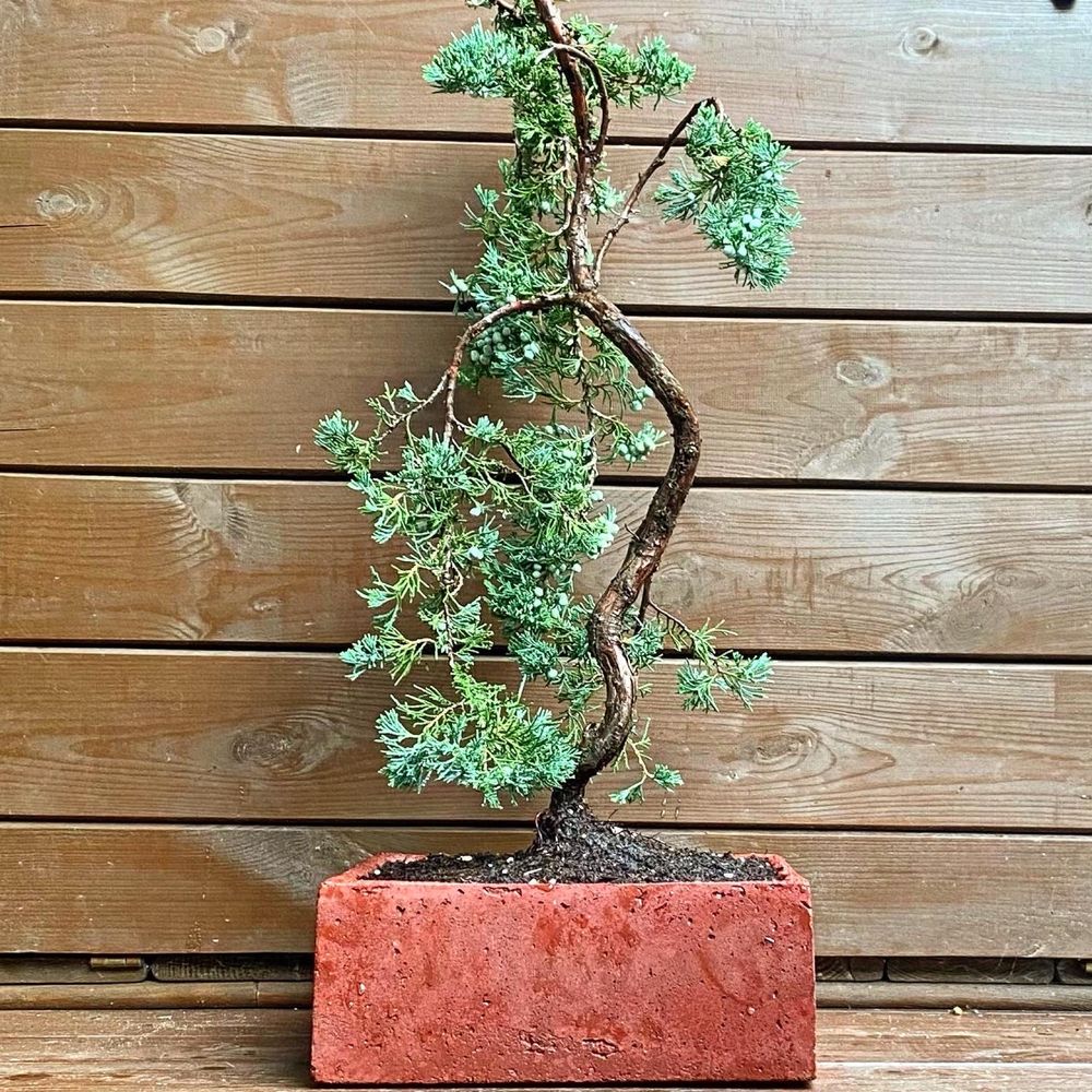 Bonsai male drzewko donica betonowa