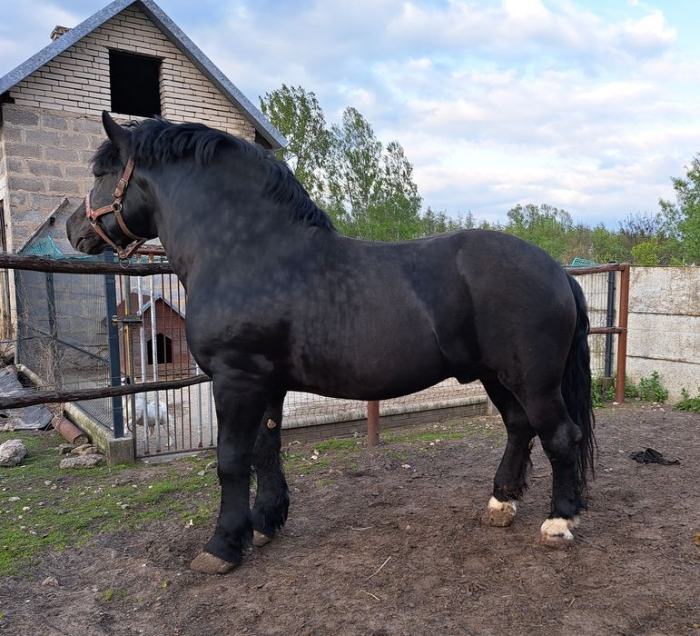 Klacz źrebica zimnokrwista