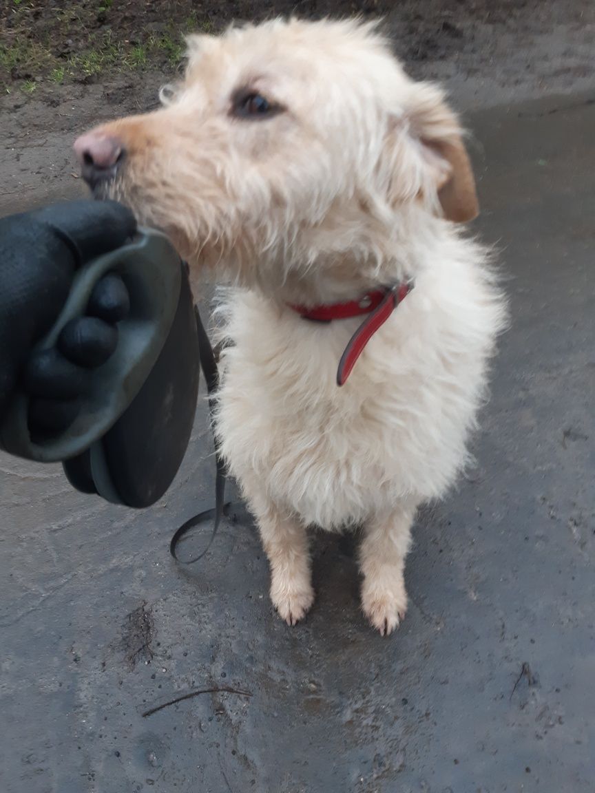 Śliczny piesek Odi do adopcji że schroniska .