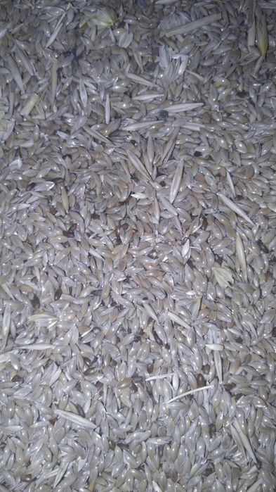 Канареечник просо