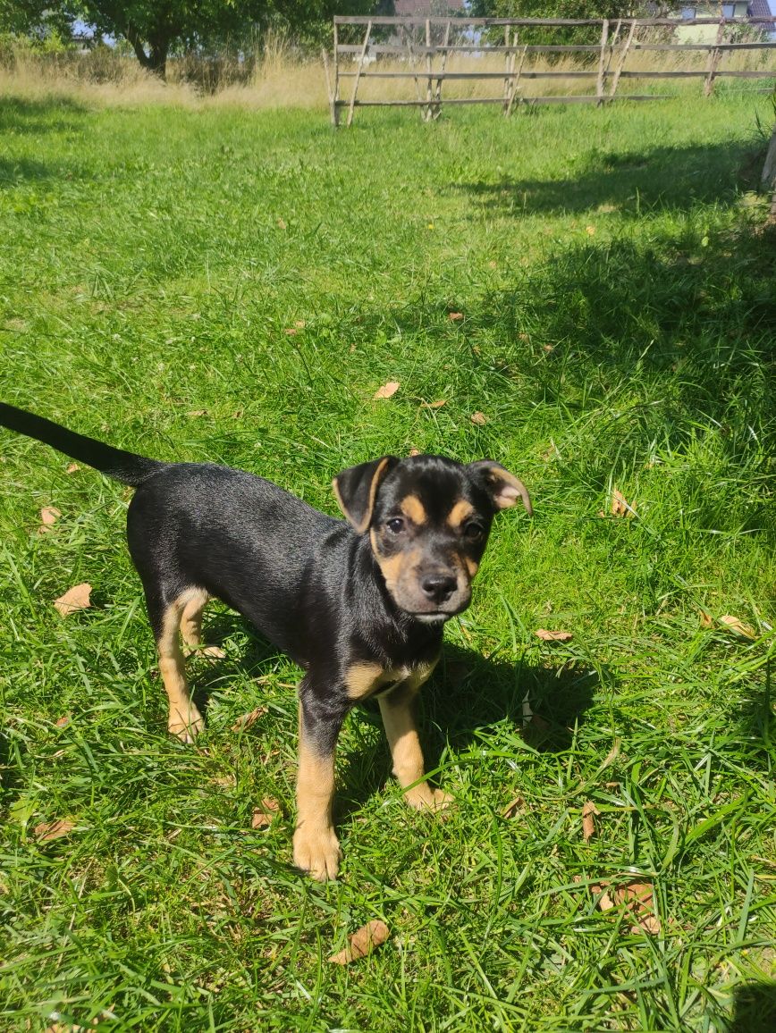 Dwa śliczne pieski oddam w dobre ręce