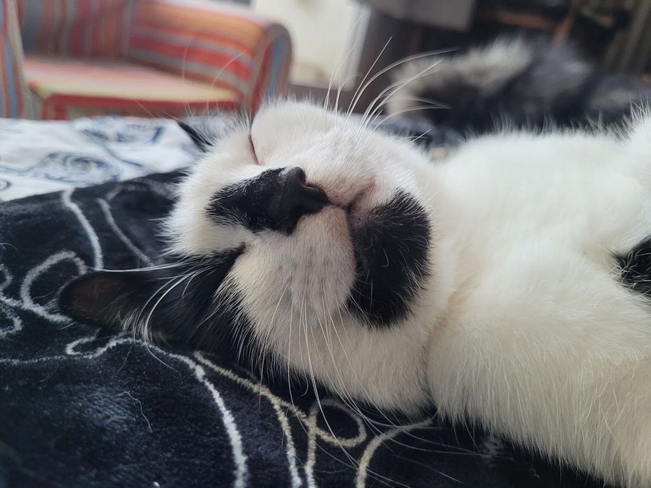 Towarzyski kotek Oreo chce zostać Twoim przyjacielem!
