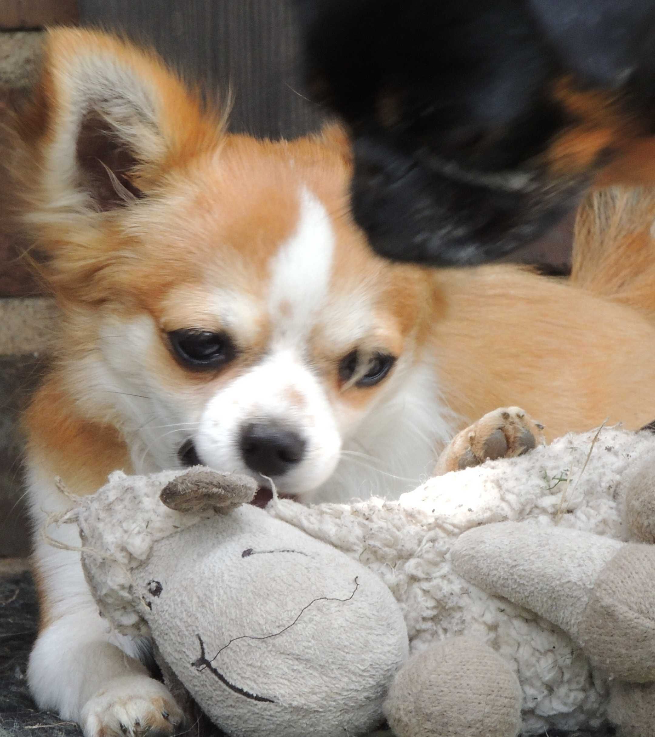 Chihuahua piesek długowłosy ZKwP Częstochowa