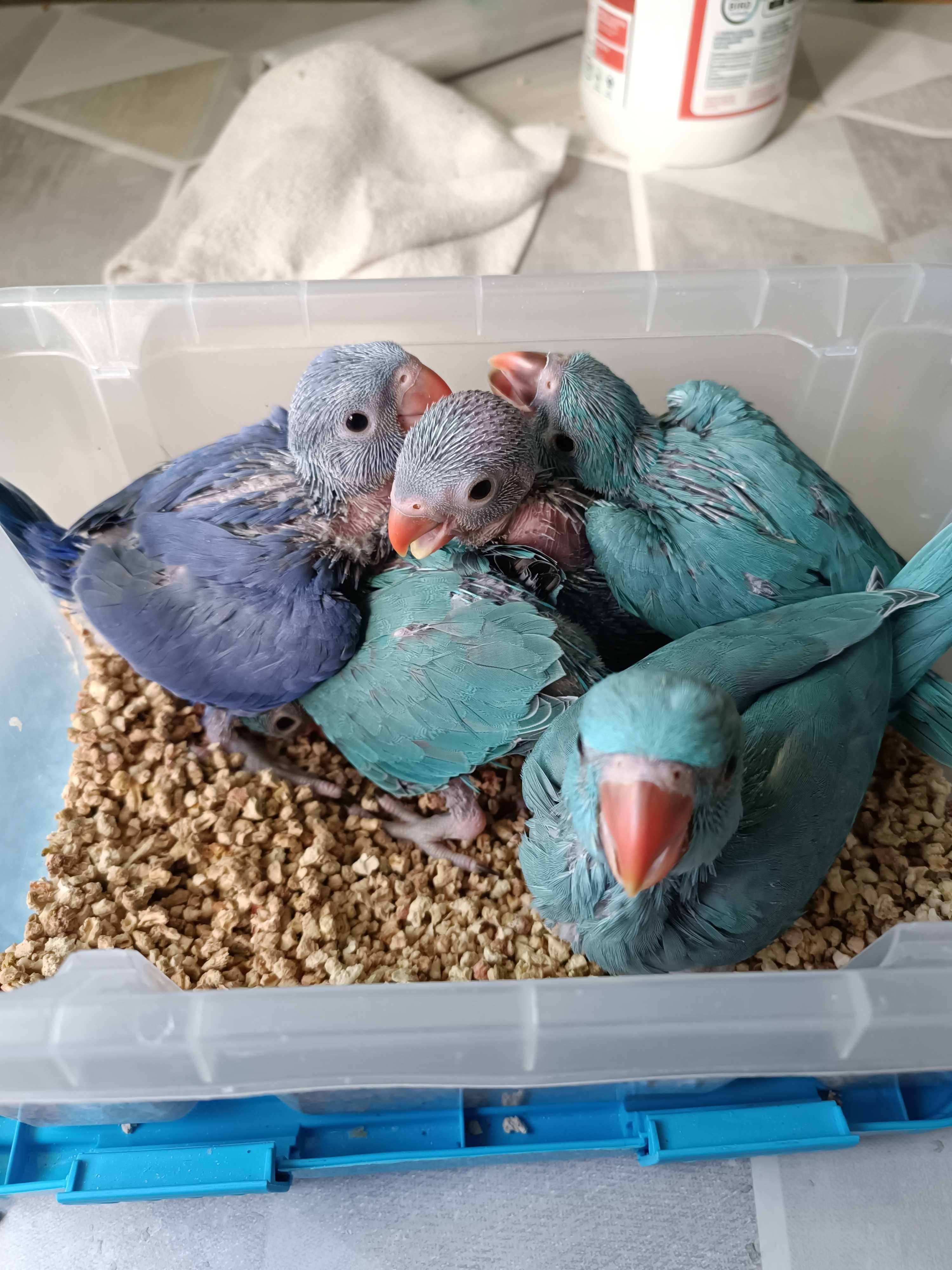 Ring neck para criar a mão ,azuis e violetas