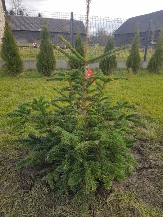 Jodła Kaukaska duża